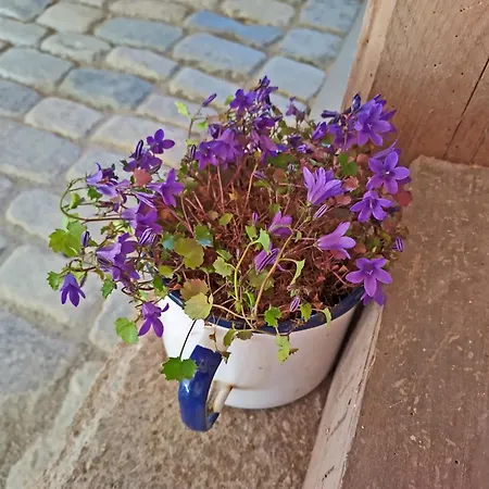 Moorfrosch - Stilvolles Ferien-apartment Am Naturschutzgebiet Dosenmoor