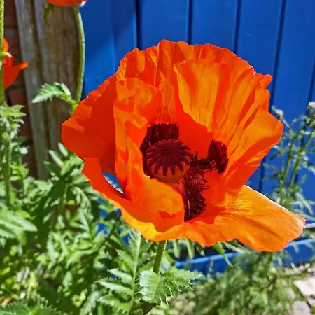 Apartman Moorfrosch - Stilvolles Ferien-apartment Am Naturschutzgebiet Dosenmoor