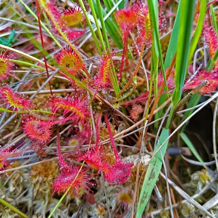 Moorfrosch - Stilvolles Ferien-apartment Am Naturschutzgebiet Dosenmoor